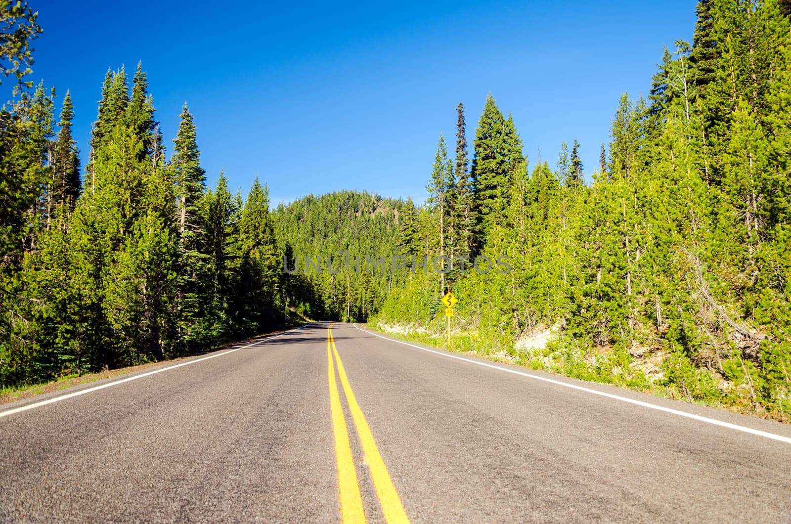 Highway passing through a beautiful green pine tree forest in Central Oregon