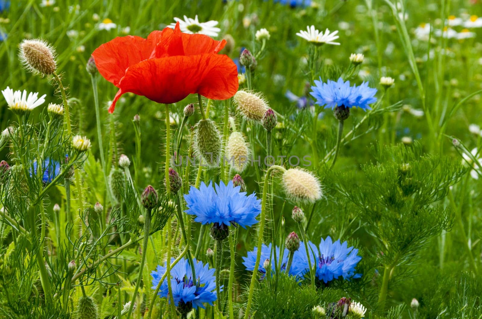 Flower meadow