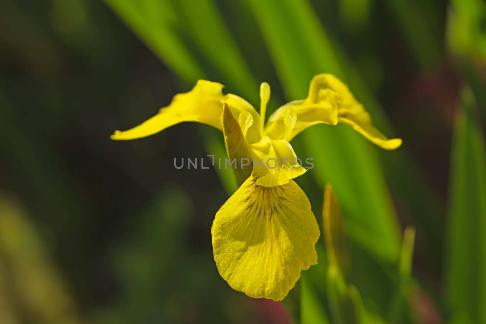 Closeup view of yellow flag flower outdoors (IRIS PSEUDACORUS)