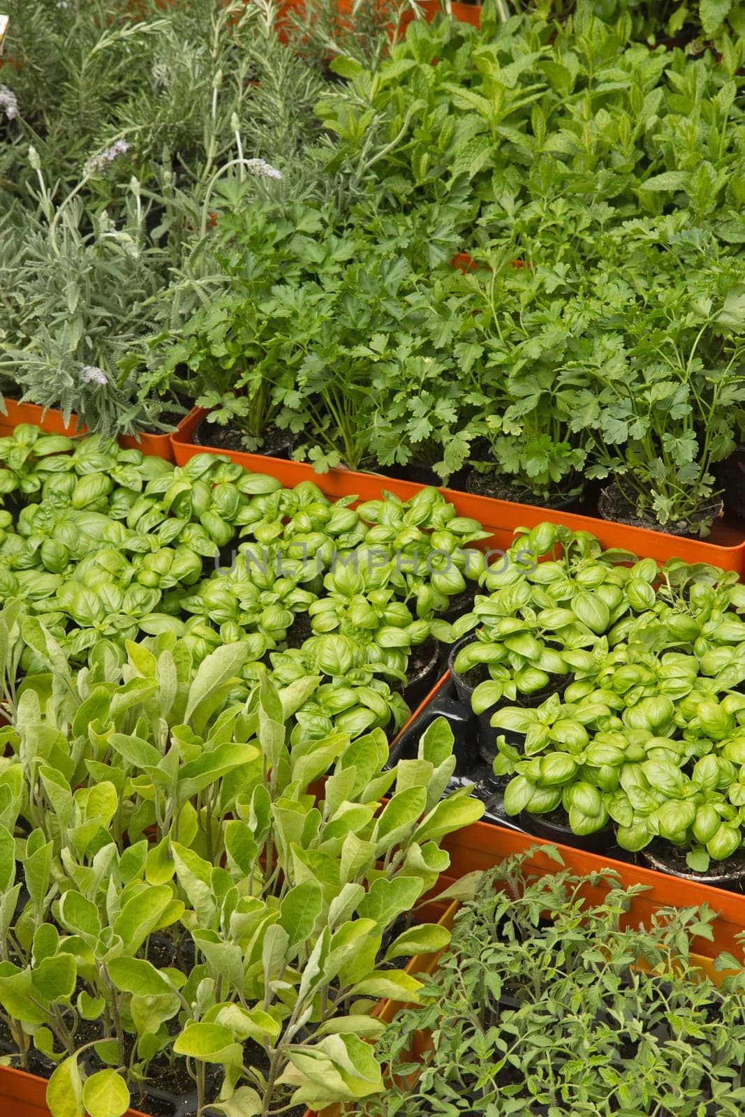 Green herbst ready for sale at the market