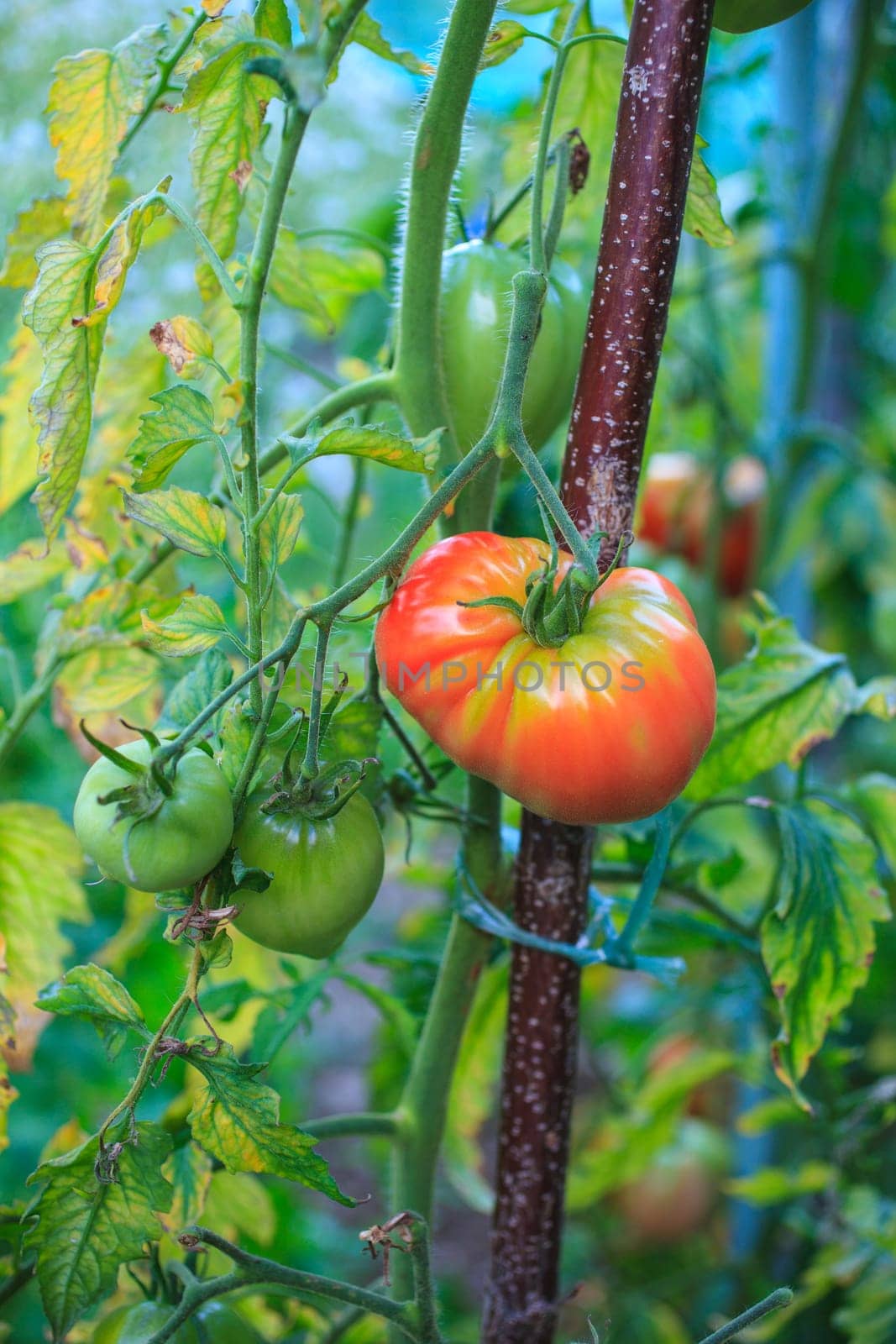 Close up of biological tomatoes in the field