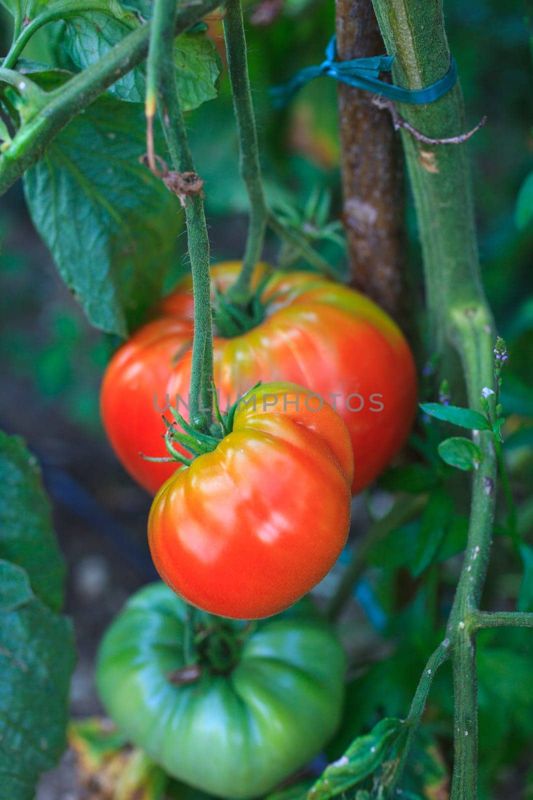 Close up of biological tomatoes in the field