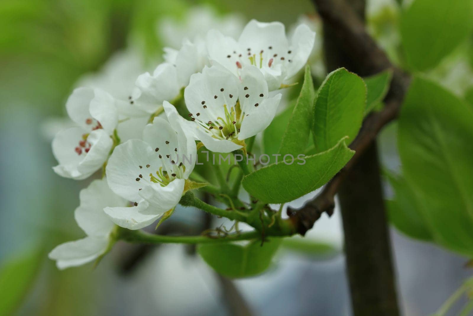 Apple blossoms