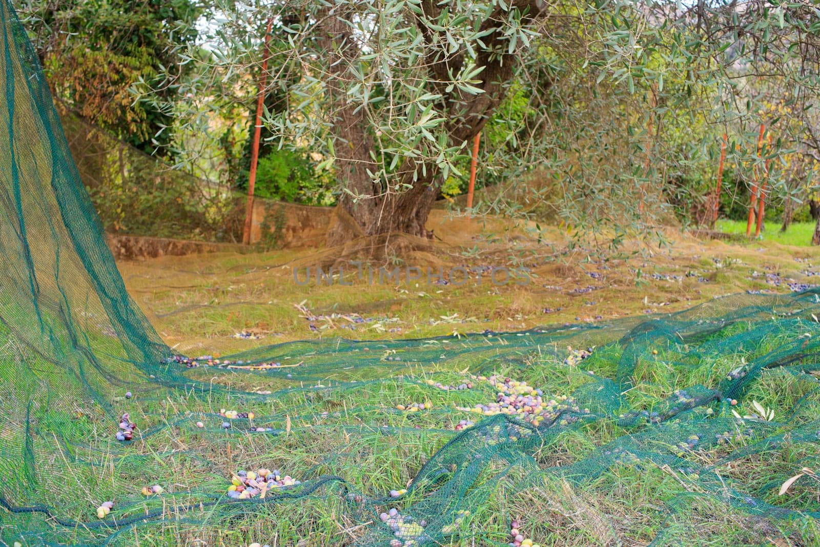 View of Olives harvest in Sicily countryside