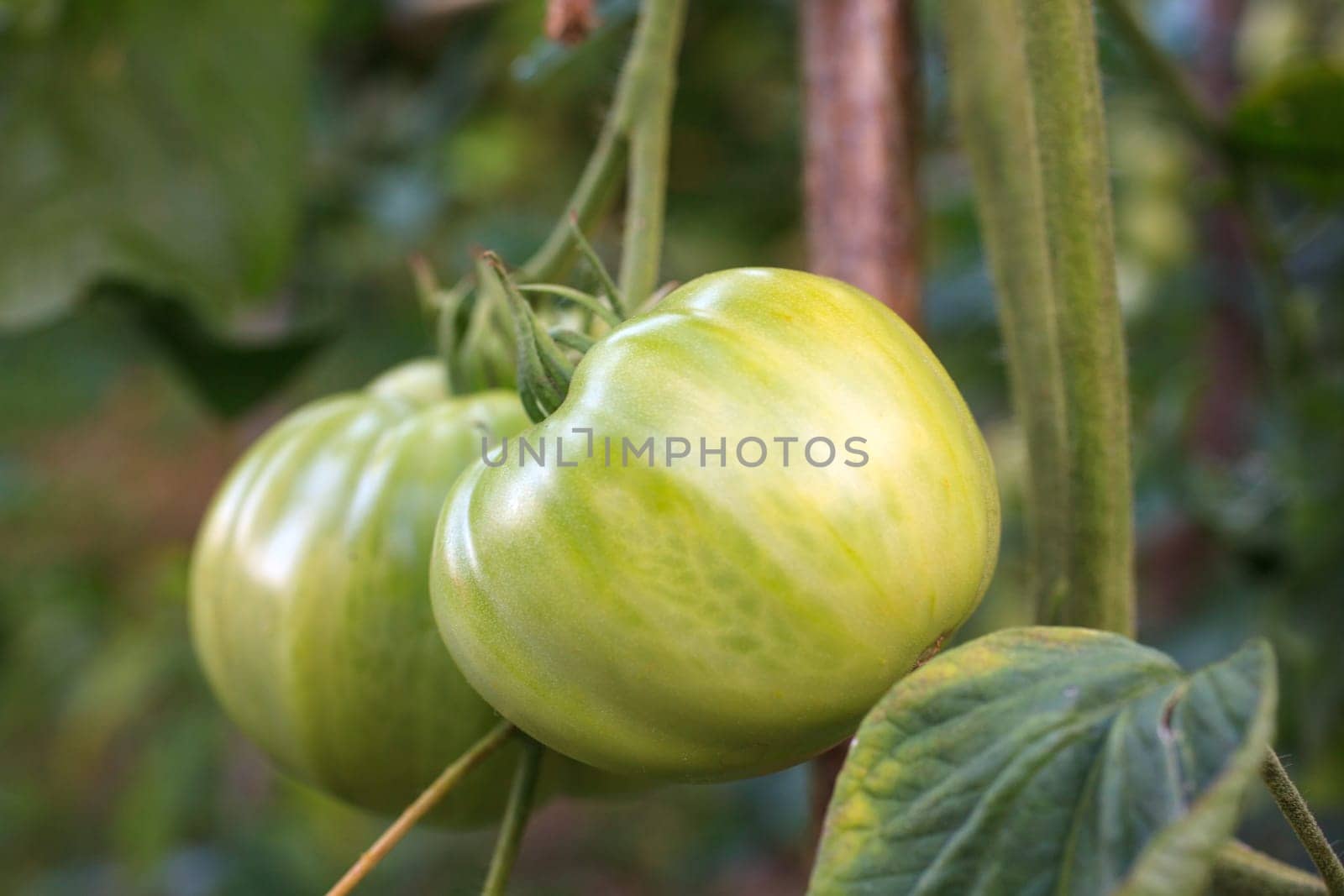 Close up of biological tomatoes in the field