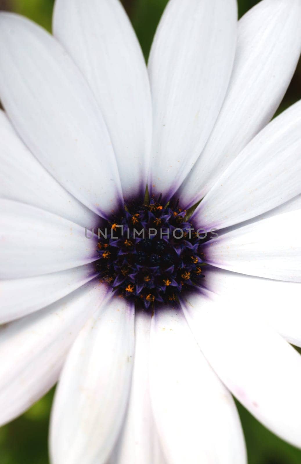 The macro close-up of a cape basket,Osteospermum.