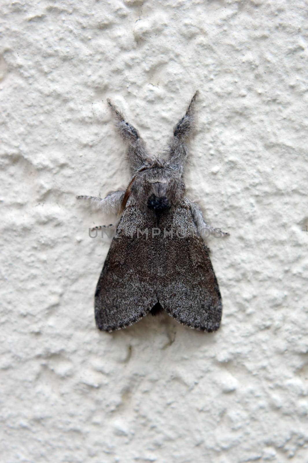 The macro close-up of a moth,beech extensor.