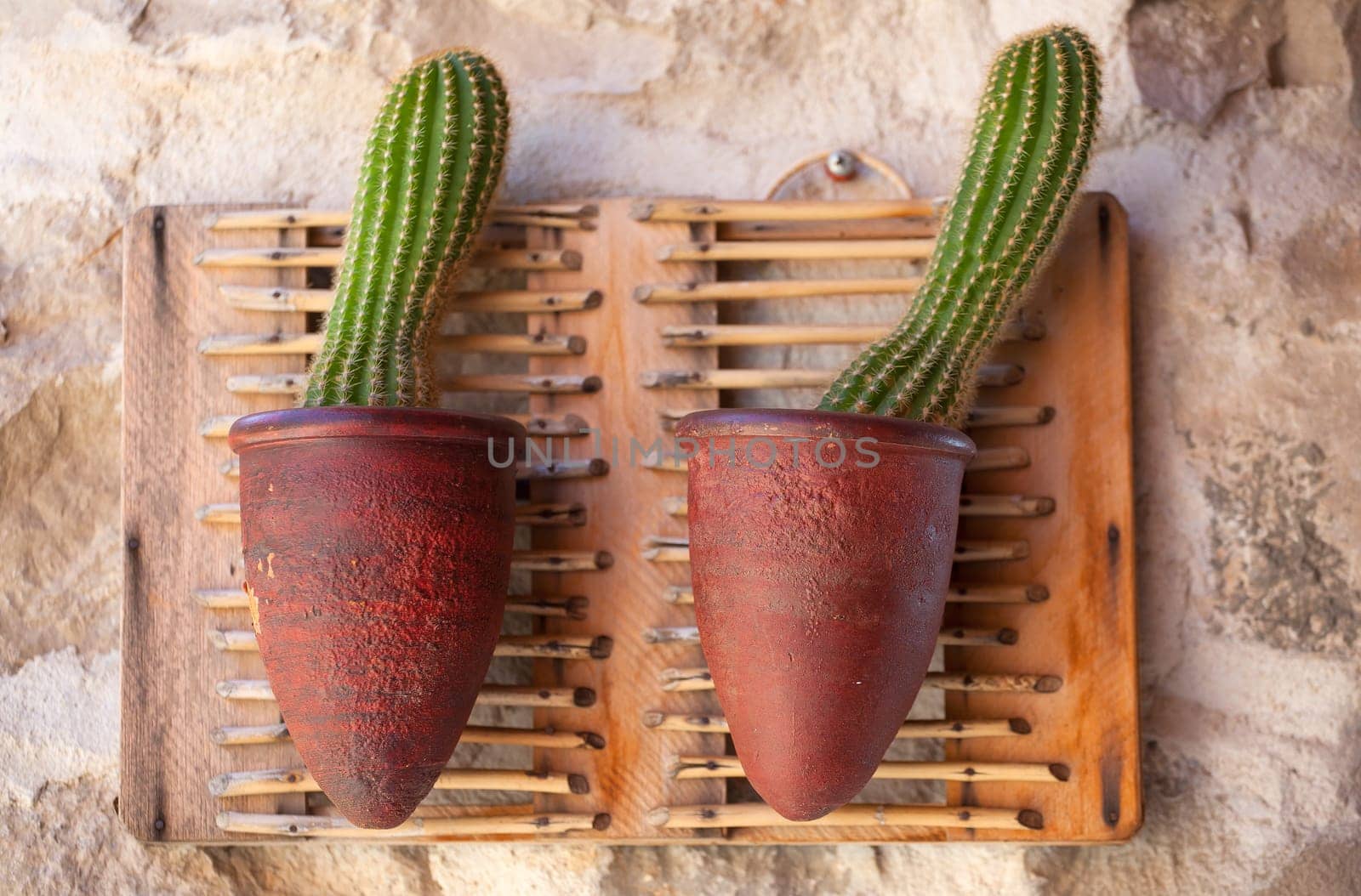 Cactus inside a pot on the wall