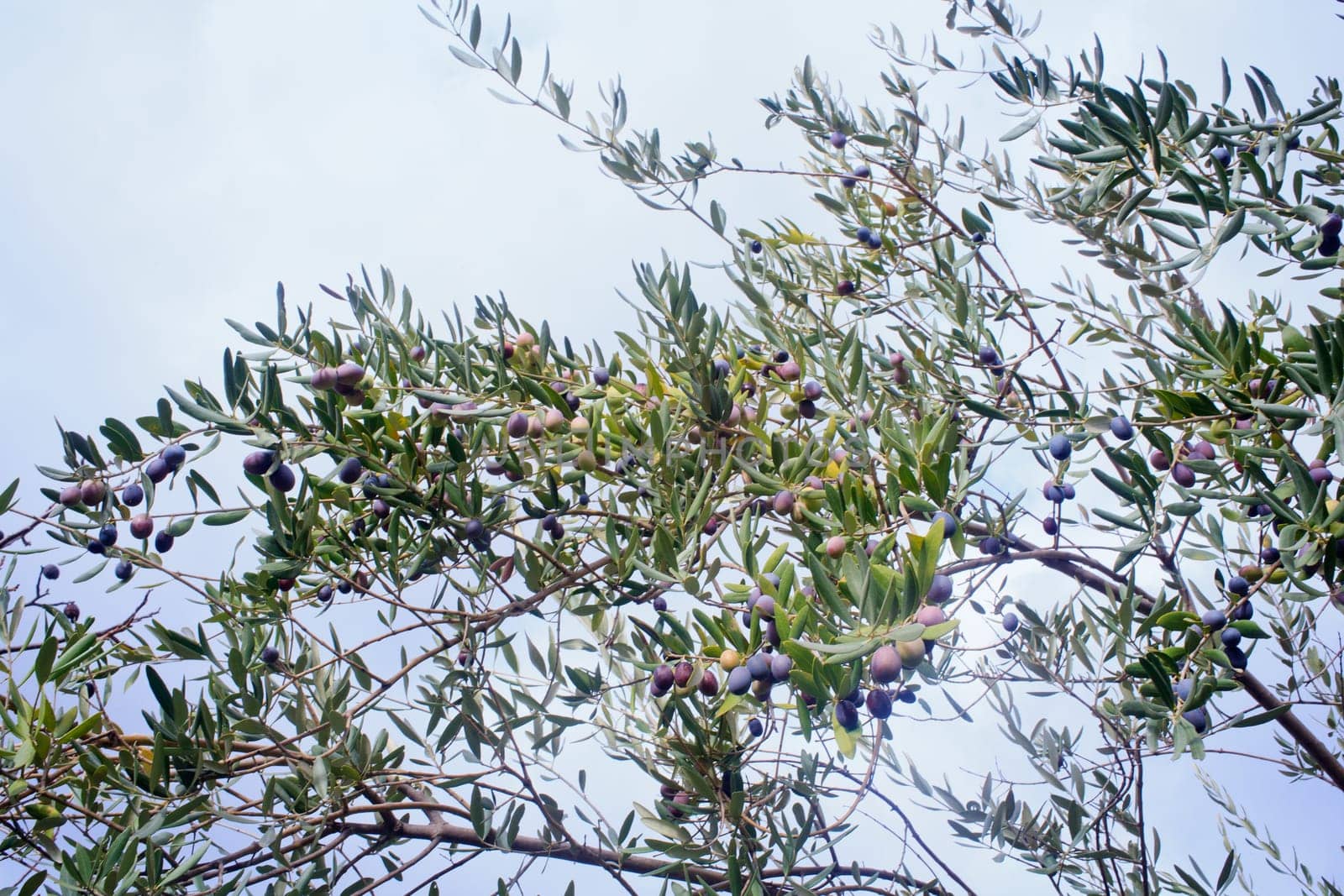 View of Olives harvest in Sicily countryside