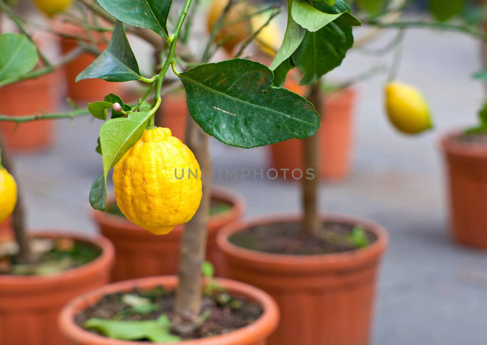 Biological Lemons on tree in the pot