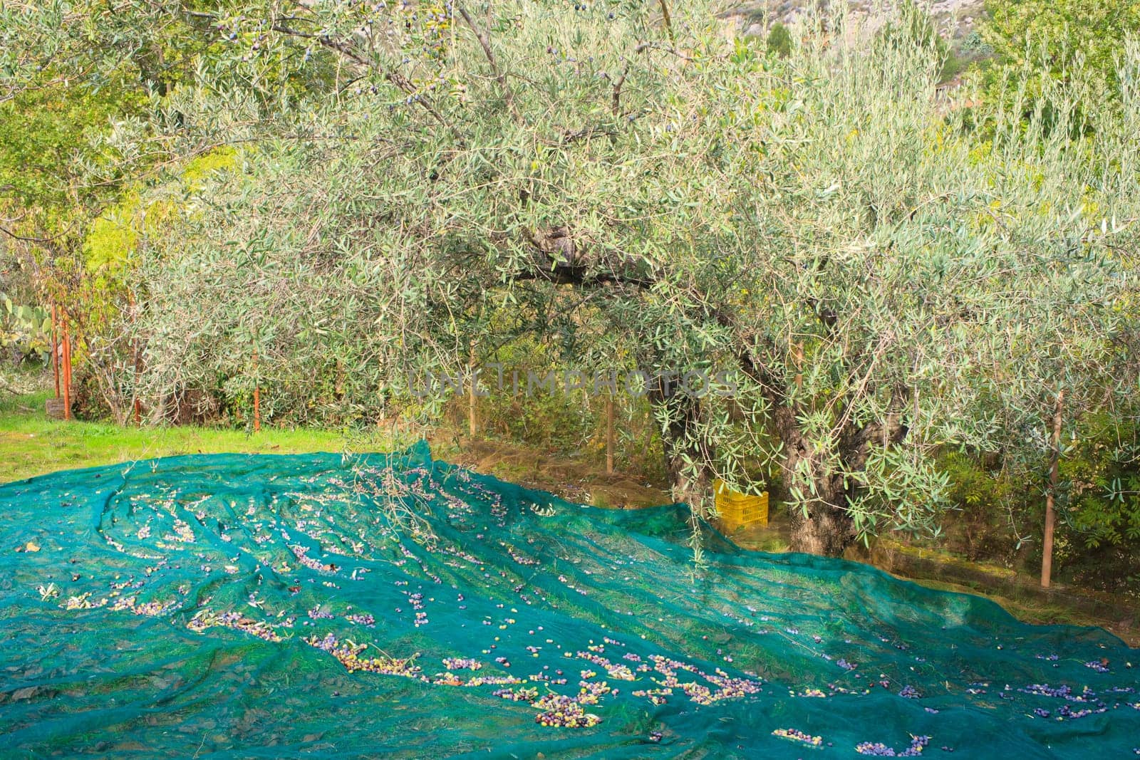 View of Olives harvest in Sicily countryside