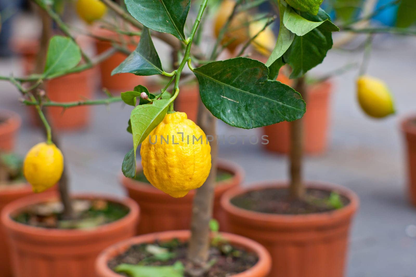 Biological Lemons on tree in the pot