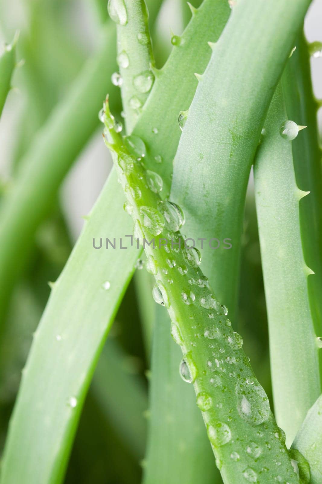 Aloe vera with water drops