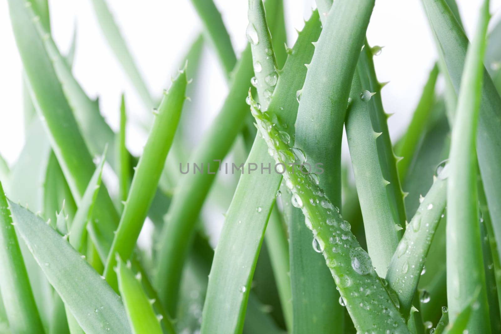 Aloe vera with water drops