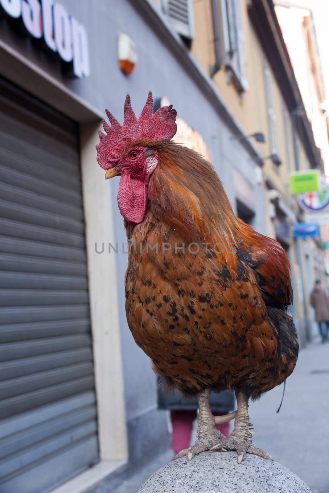 View of old rooster in the street