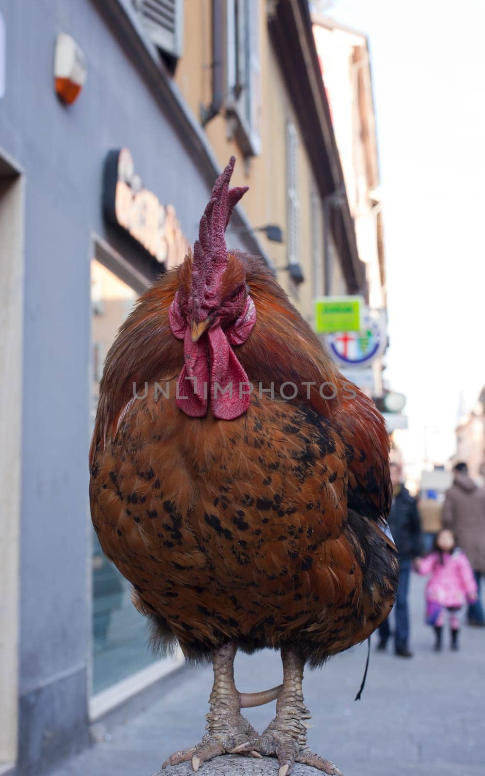 View of old rooster in the street