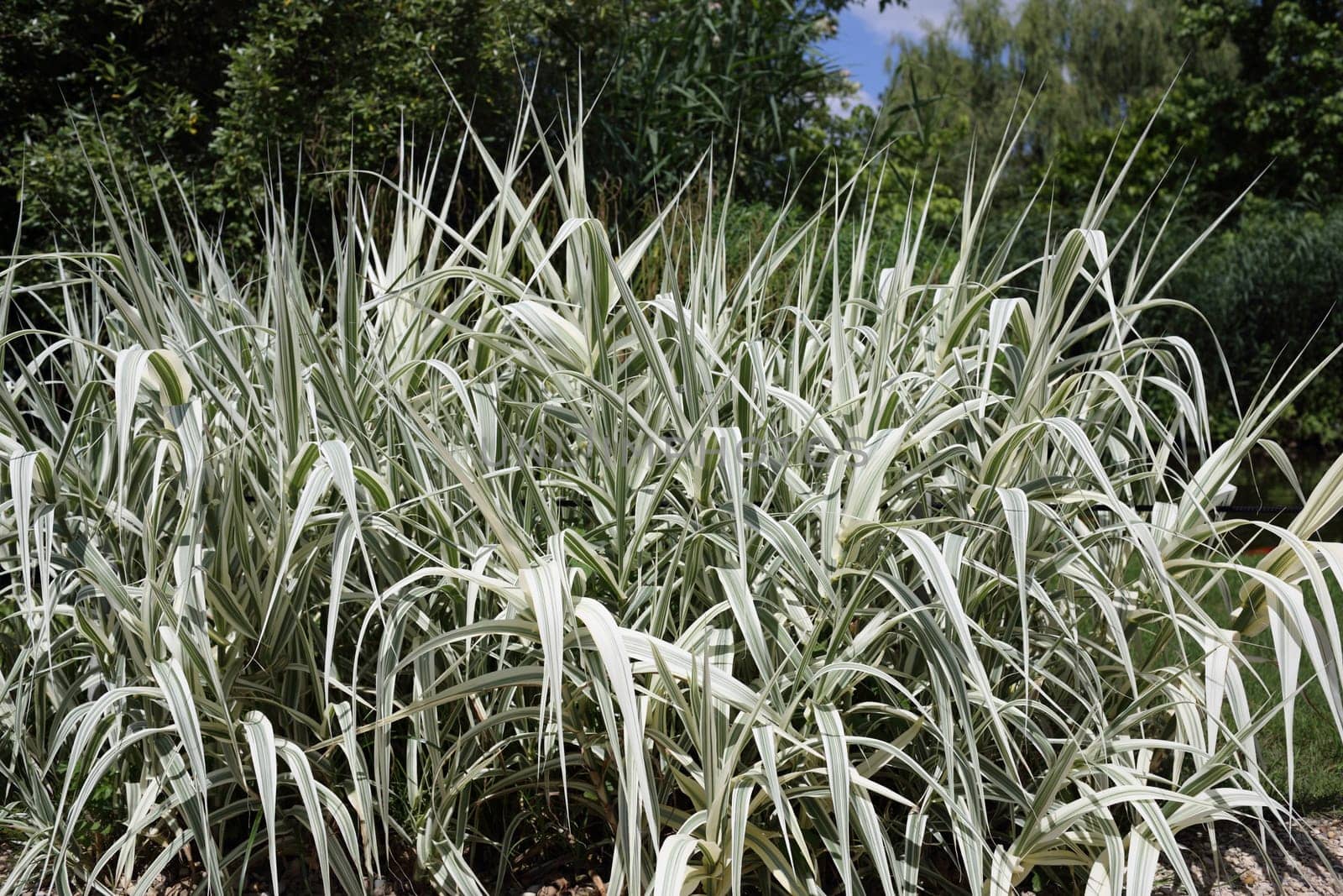 Details of a beautiful plant in garden, the arundo donax