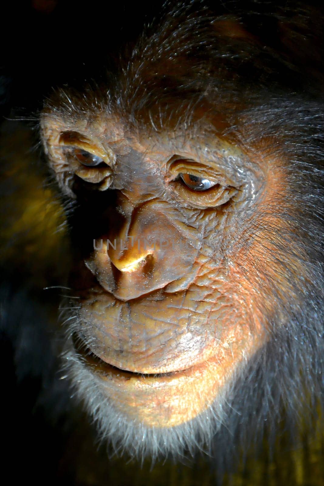 Face of a chimpanzee