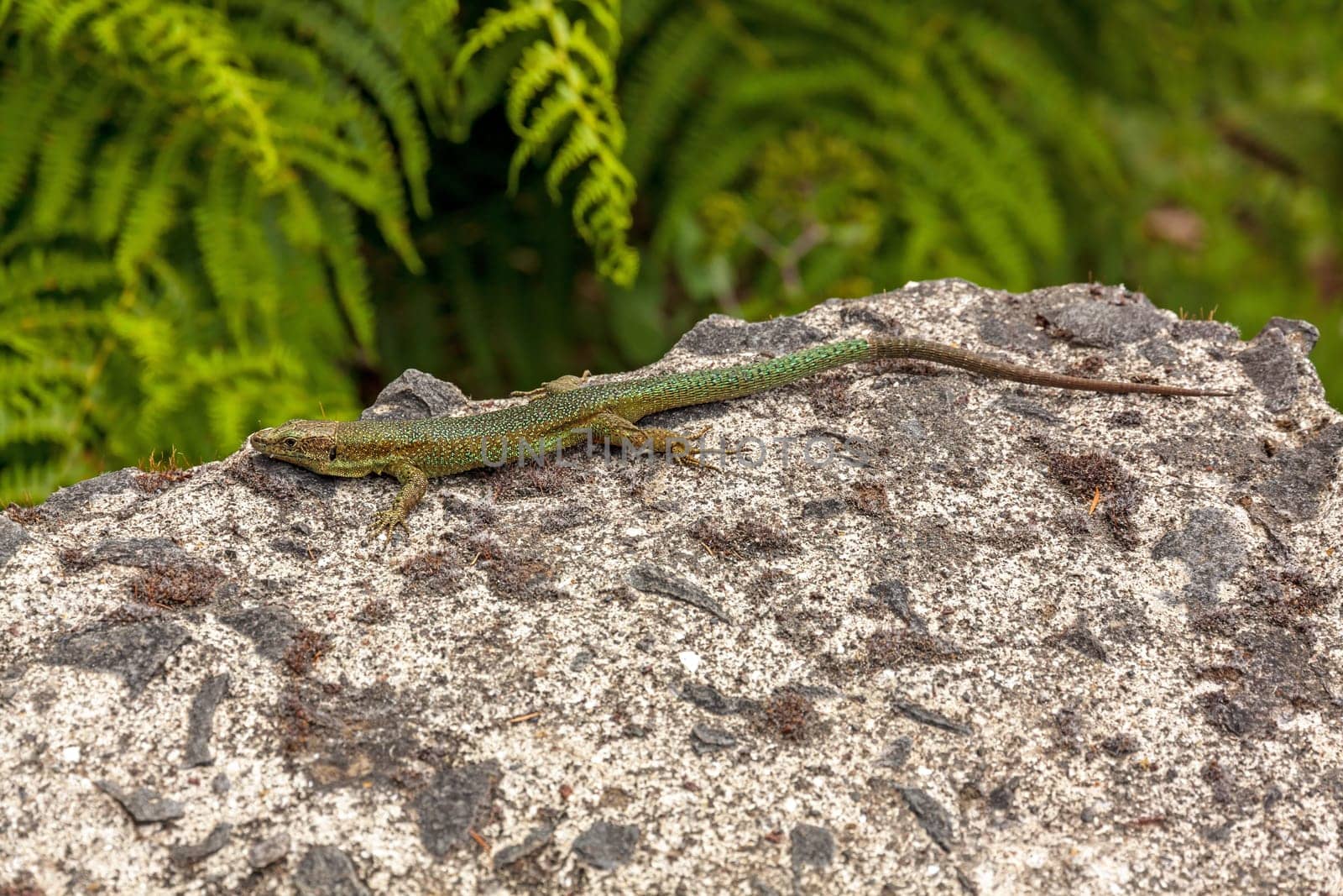 Madeira lizard (Teira dugesii) sitting on a rock, fern in background