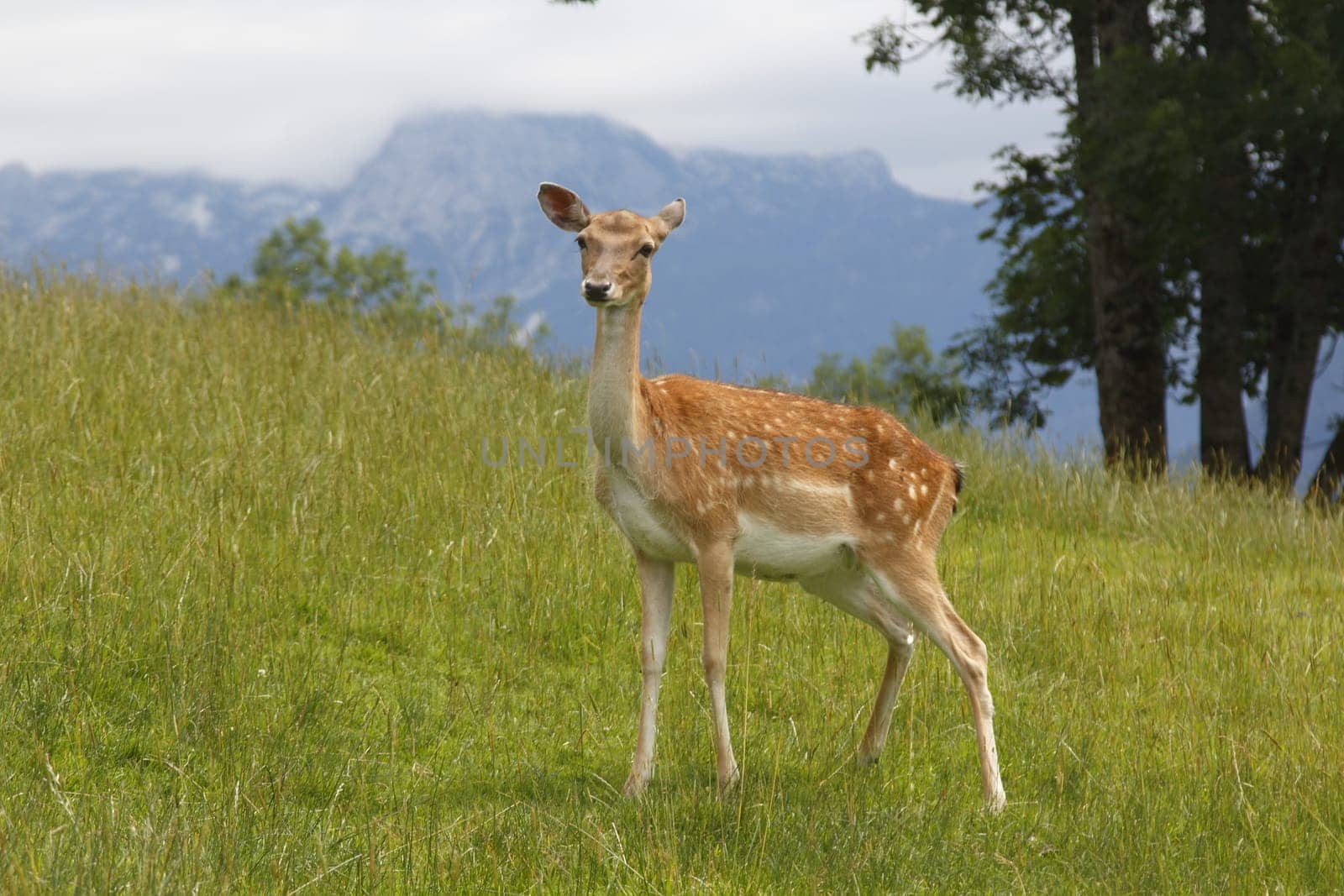Beautiful deer staying on the grass in the mountains