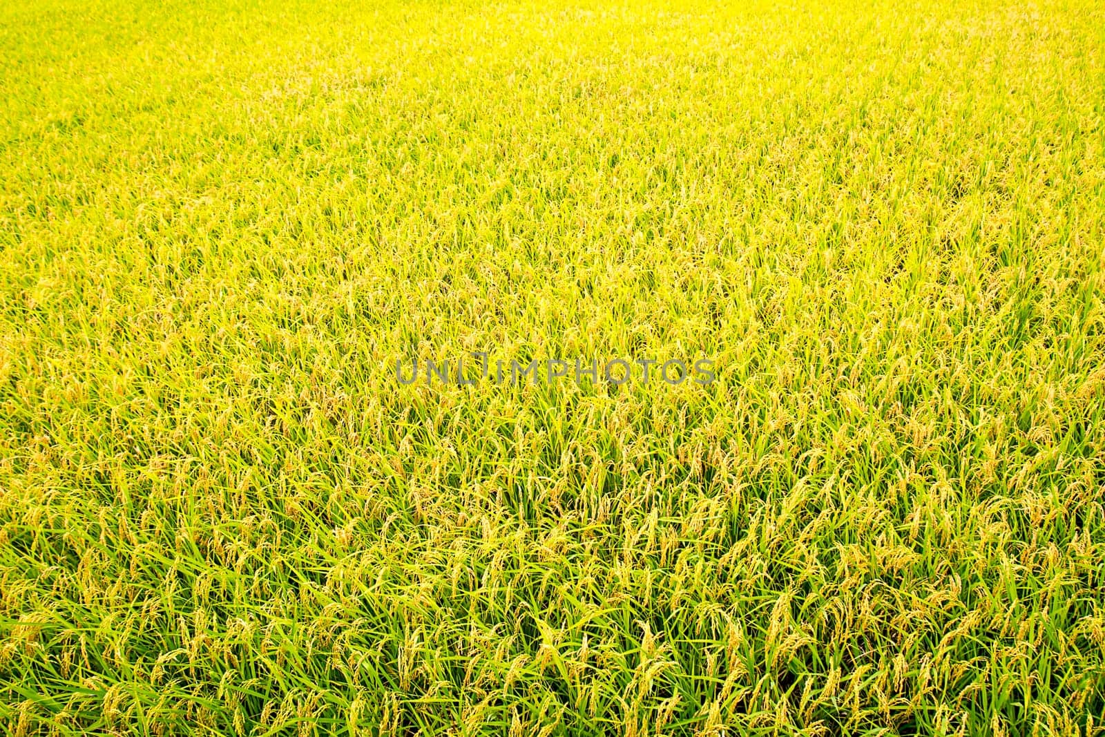 Paddy field in the morning for adv or others purpose use with nice bridge