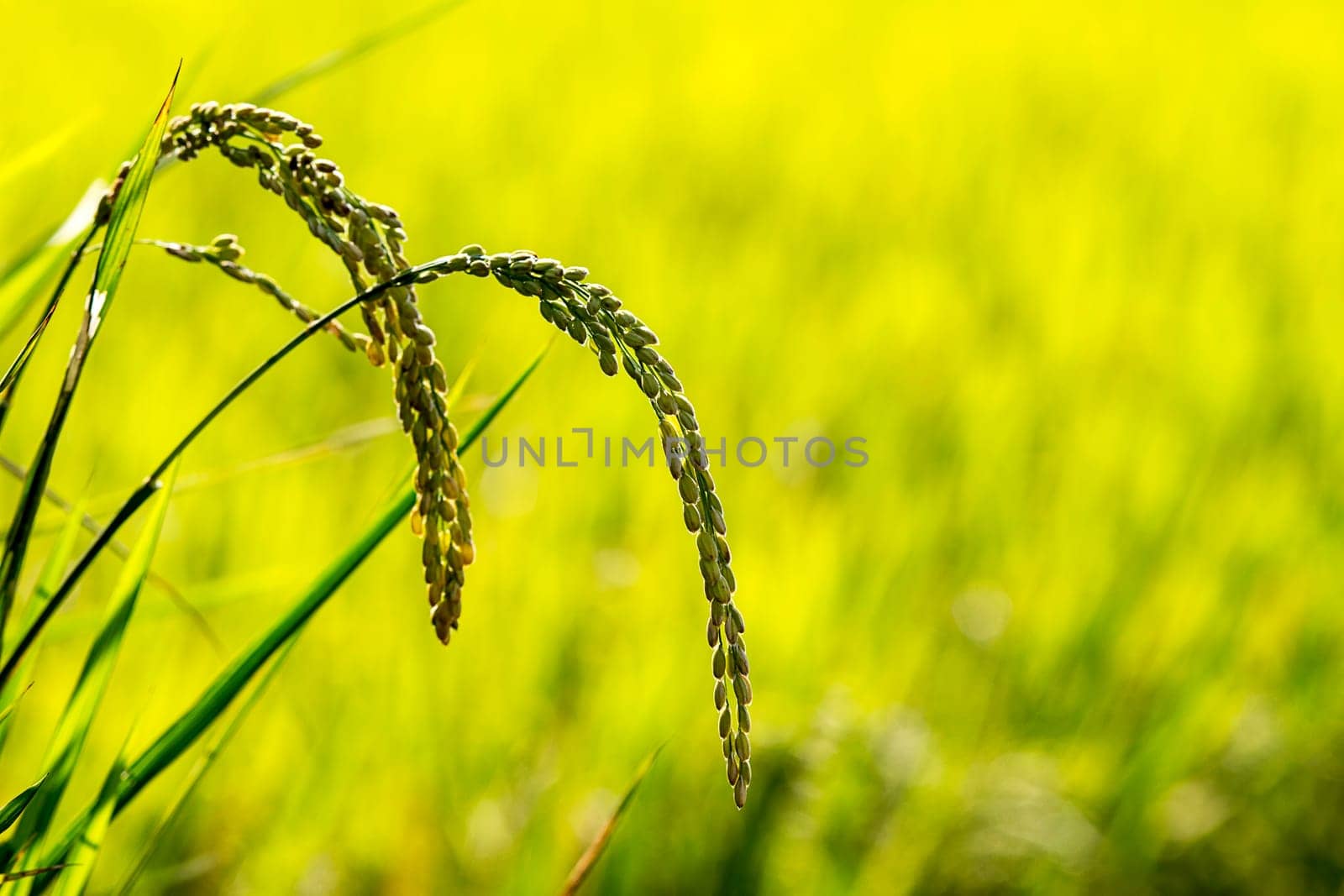Paddy field in the morning for adv or others purpose use with nice bridge
