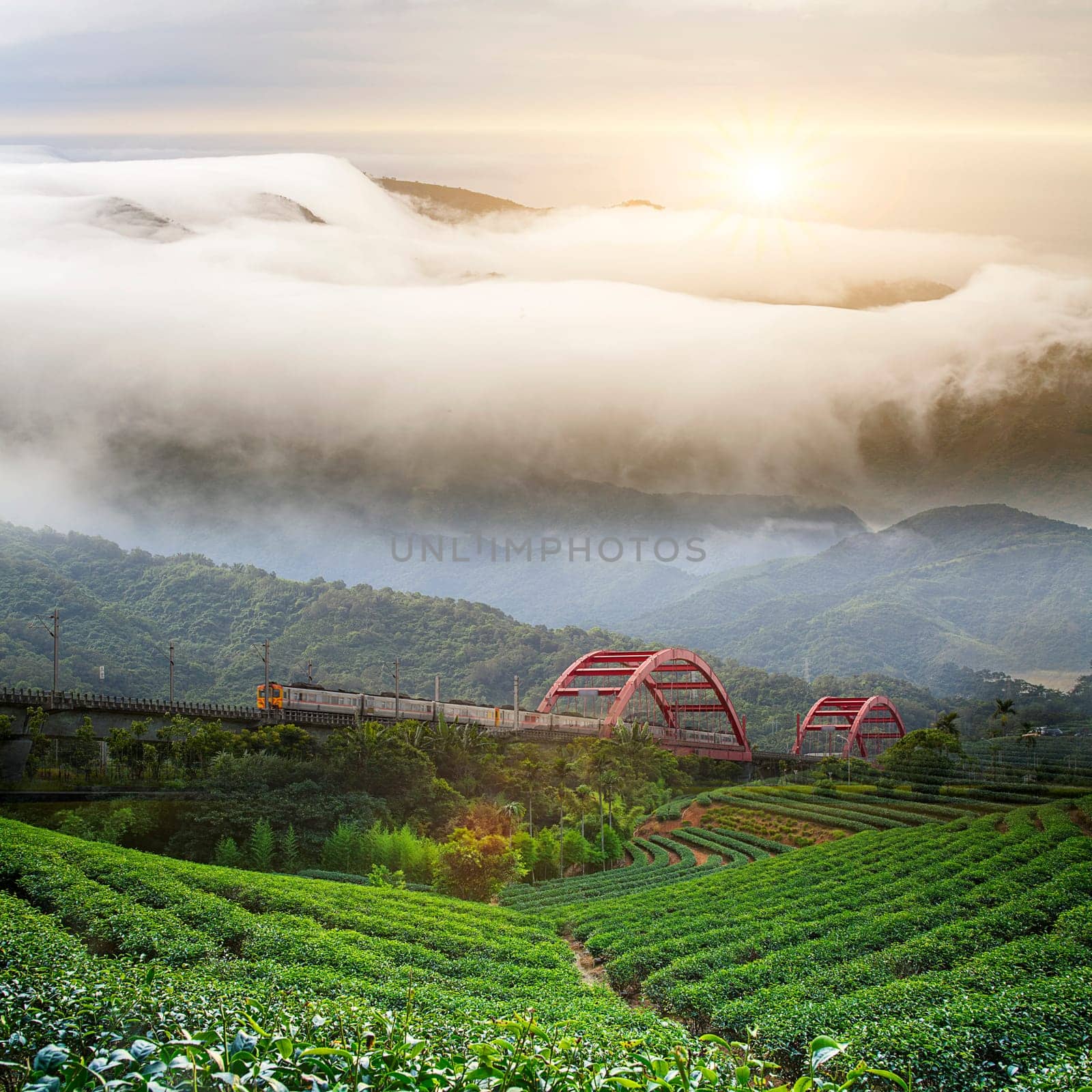 Paddy field in the morning for adv or others purpose use with nice bridge