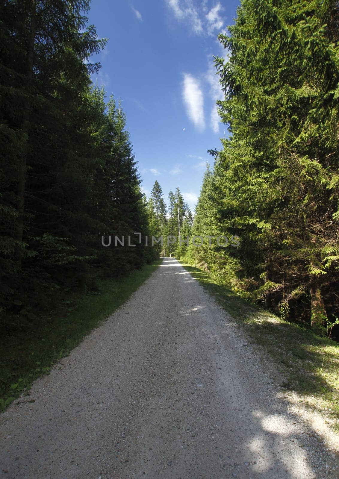 the sandy straight road in the green forest