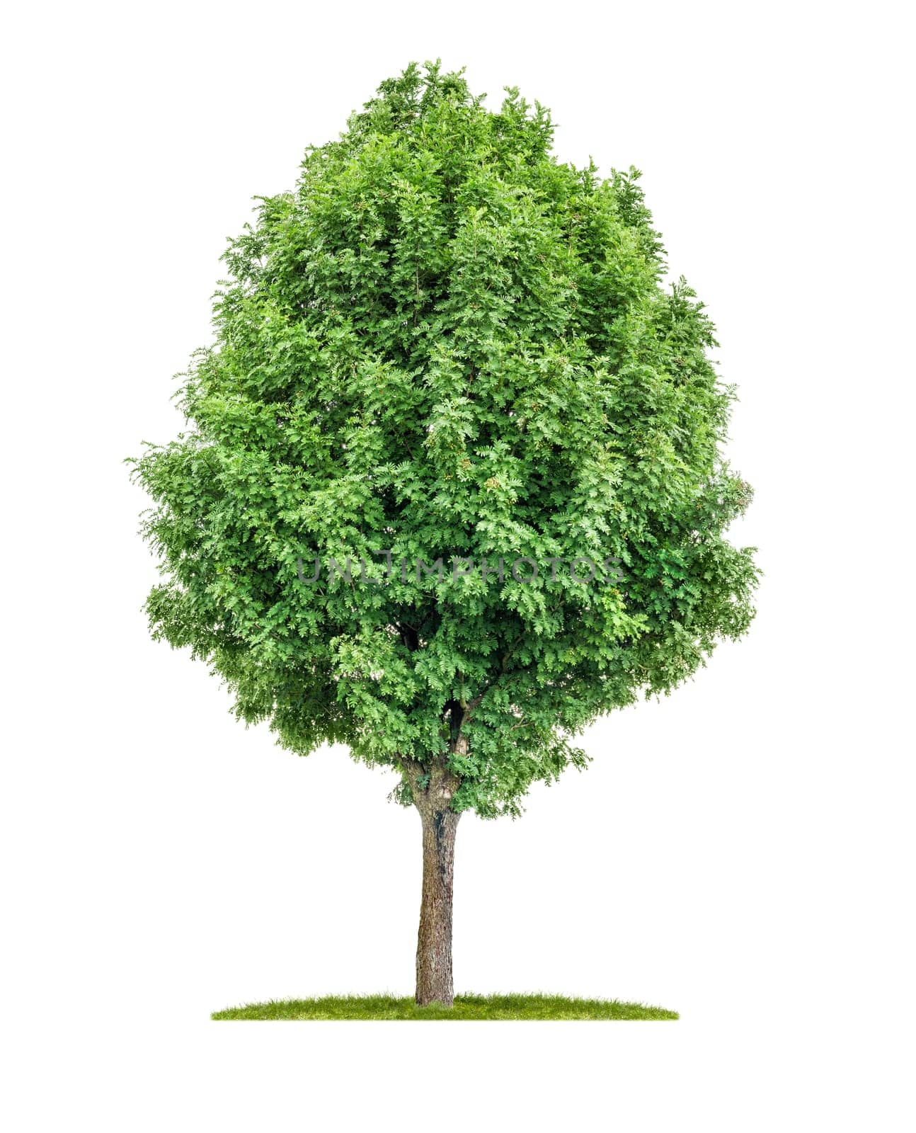 freed mountain ash against a white background