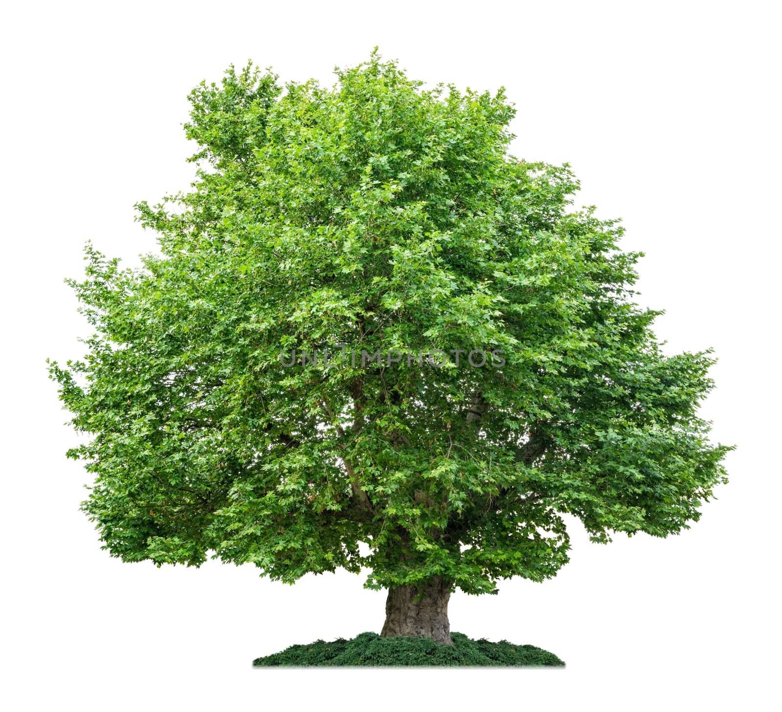 freed maple leaf plane tree against a white background