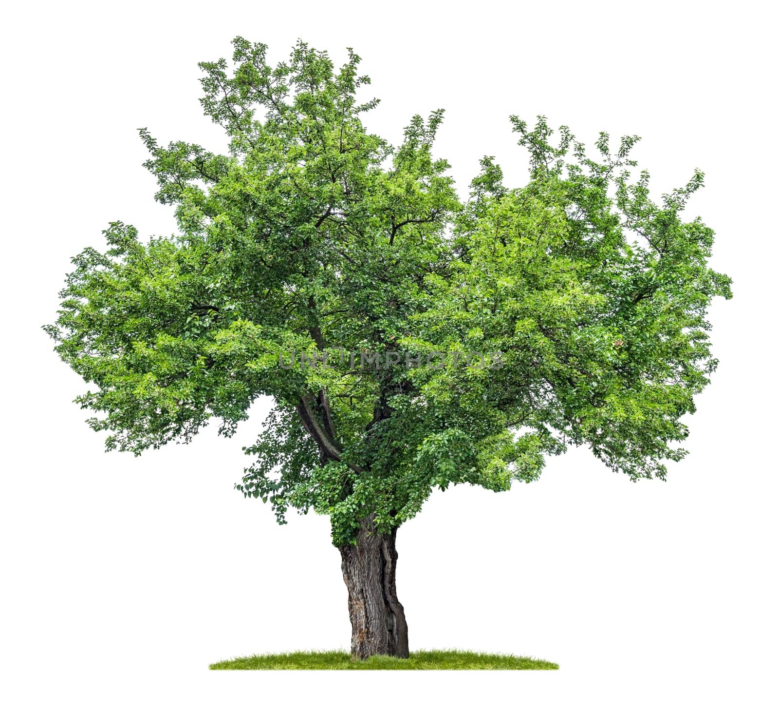 freed mulberry tree against white background