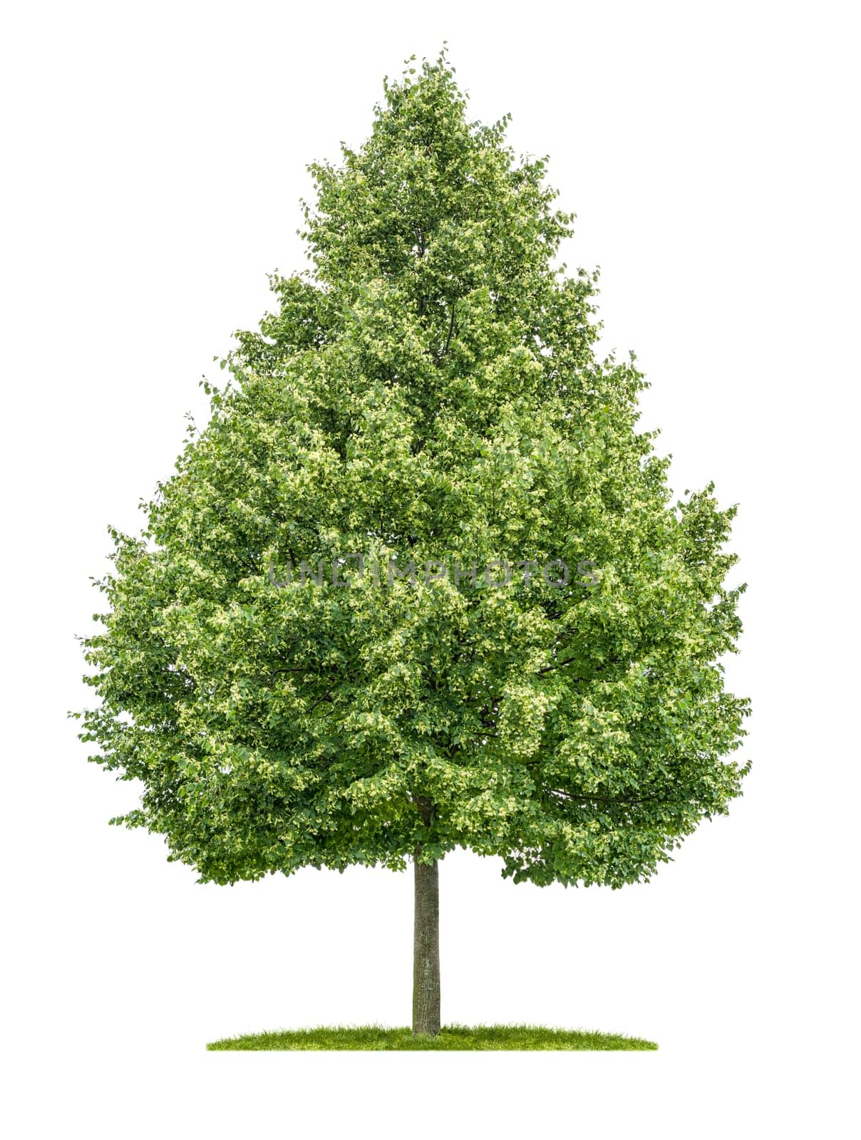 freed lime tree against white background