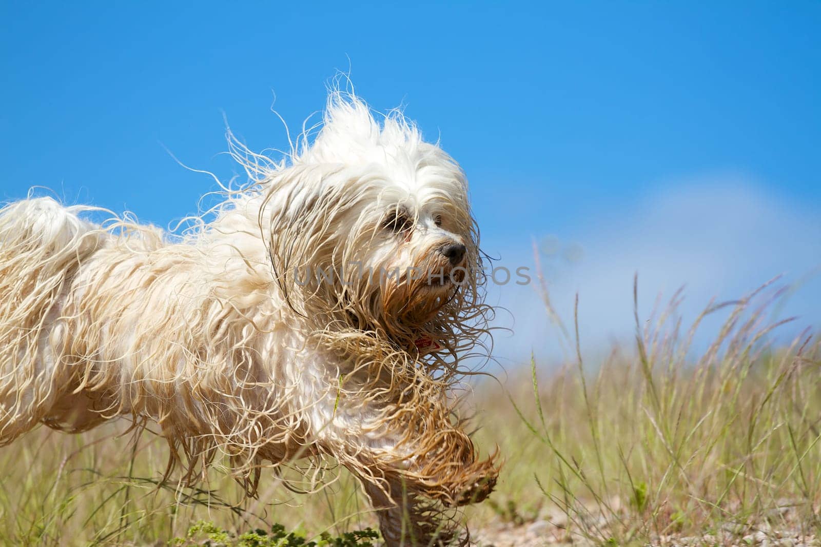 A cheerful wet and slightly dirty dog playing in a meadow,in the background blue sky.