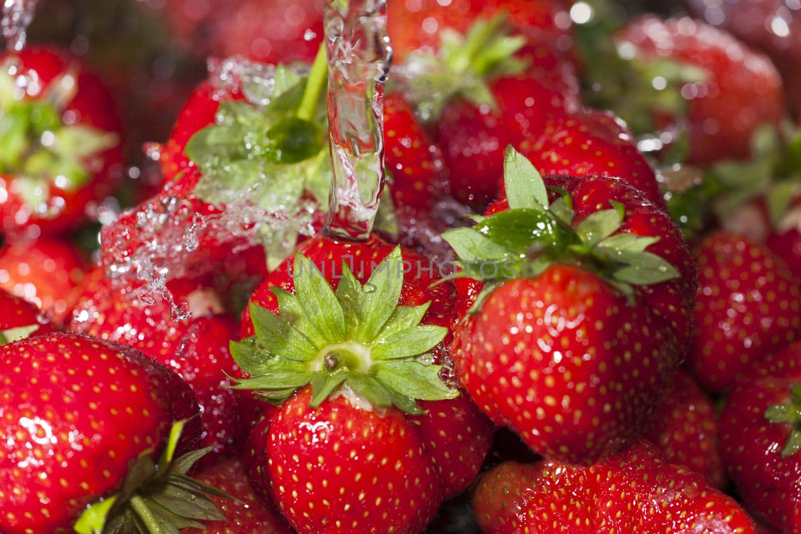 Ripe freshly harvested strawberries are rinsed under a water jet