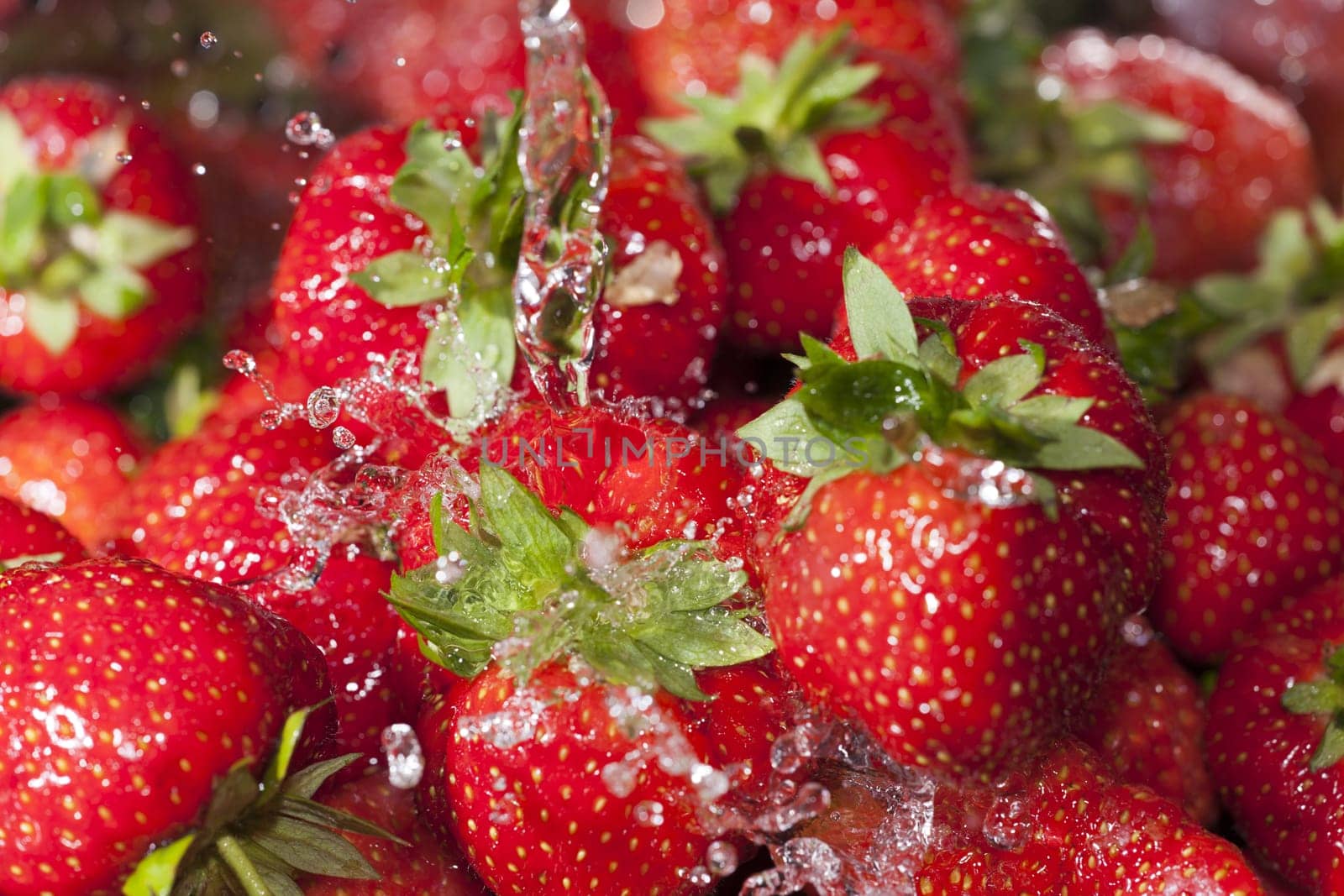 Ripe freshly harvested strawberries are rinsed under a water jet