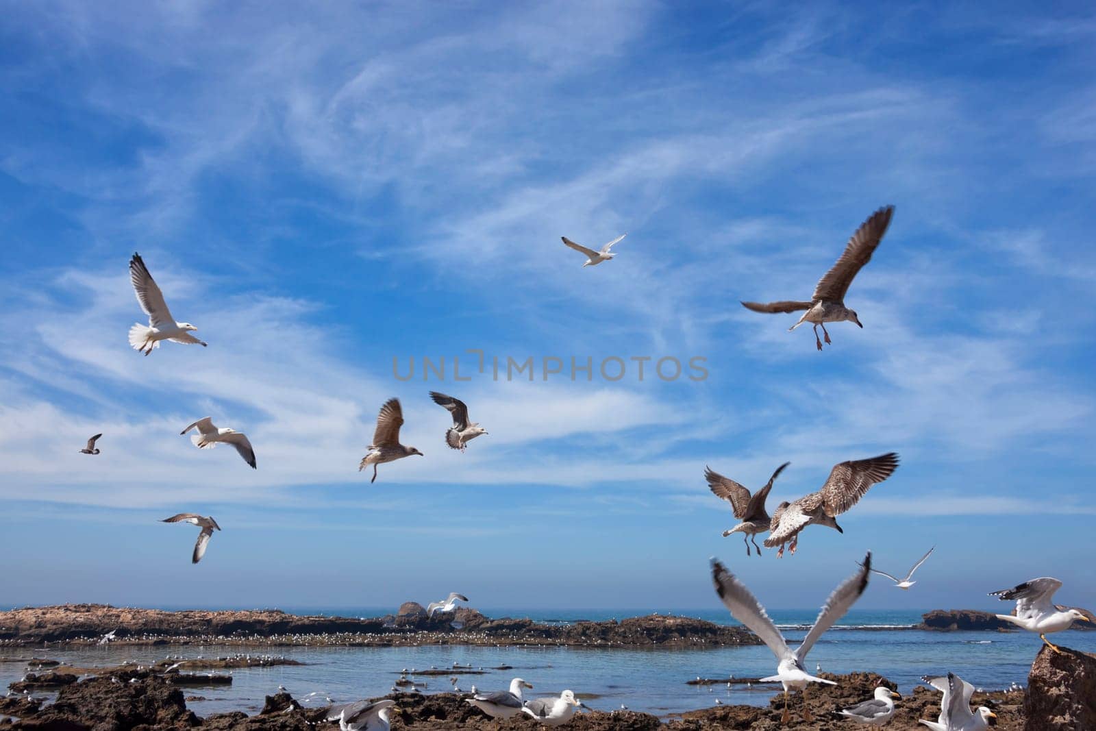 Seagulls flying over water against cloudy blue sky in Essaouira, Morocco.