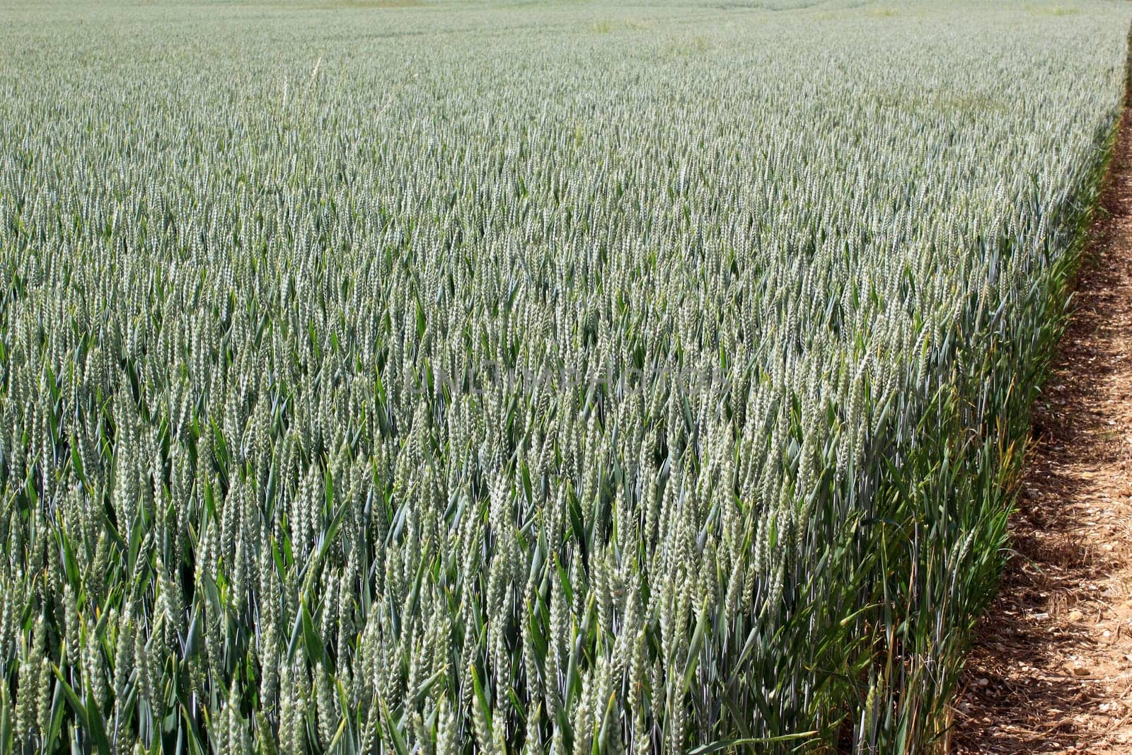 a field of wheat for a natural and organic grain farming