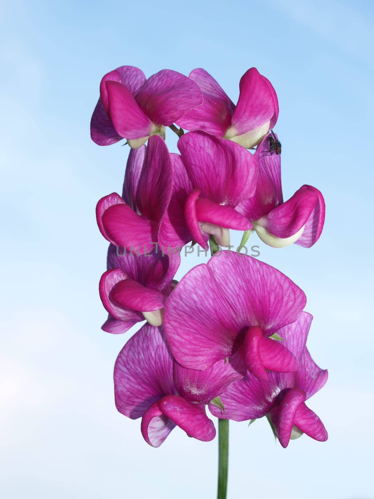 Fence vetch