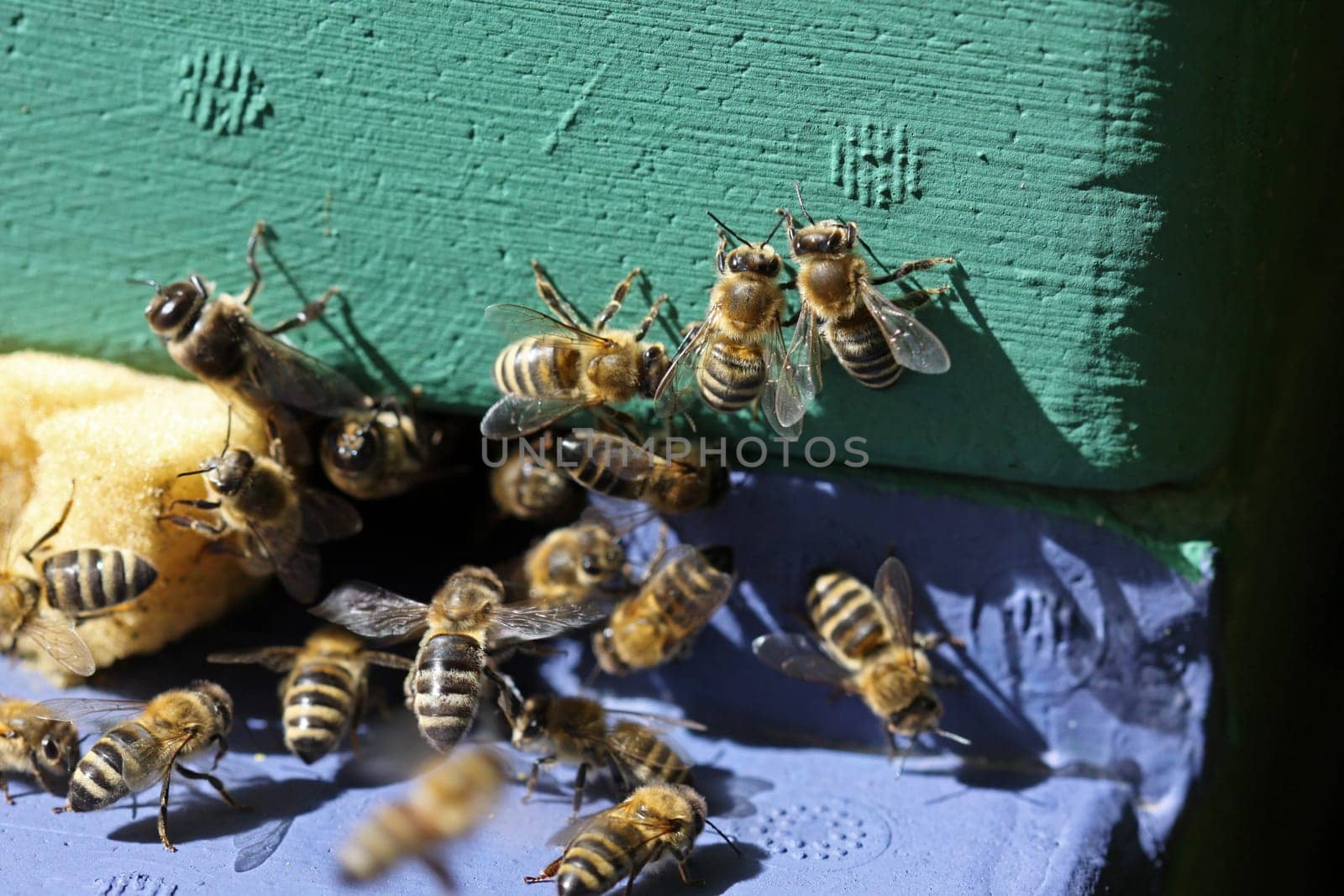 Bees at the entrance hole