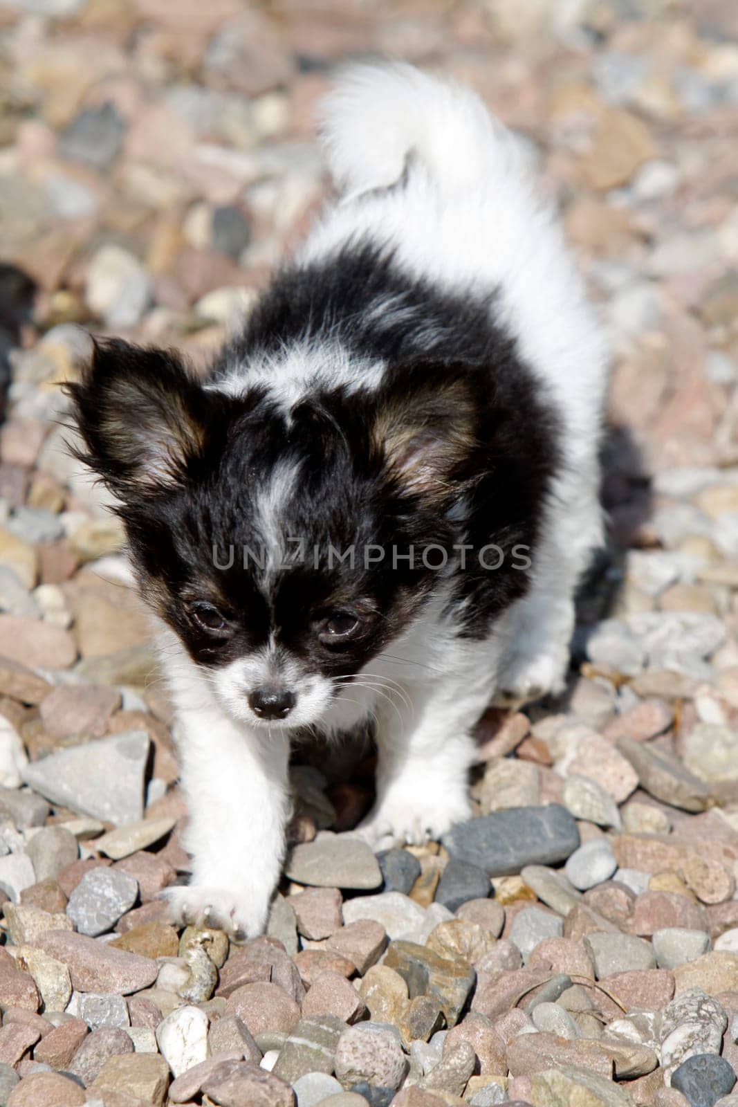Chihuahua