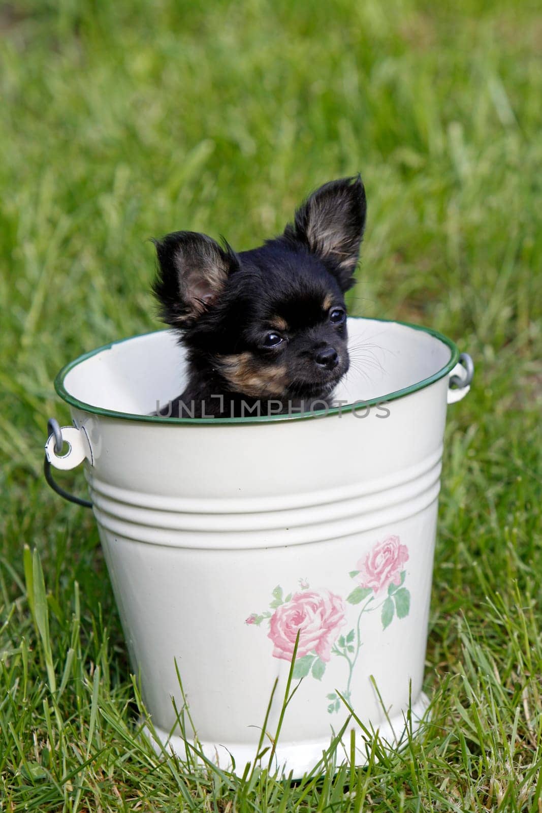 Chihuahua puppy in bucket