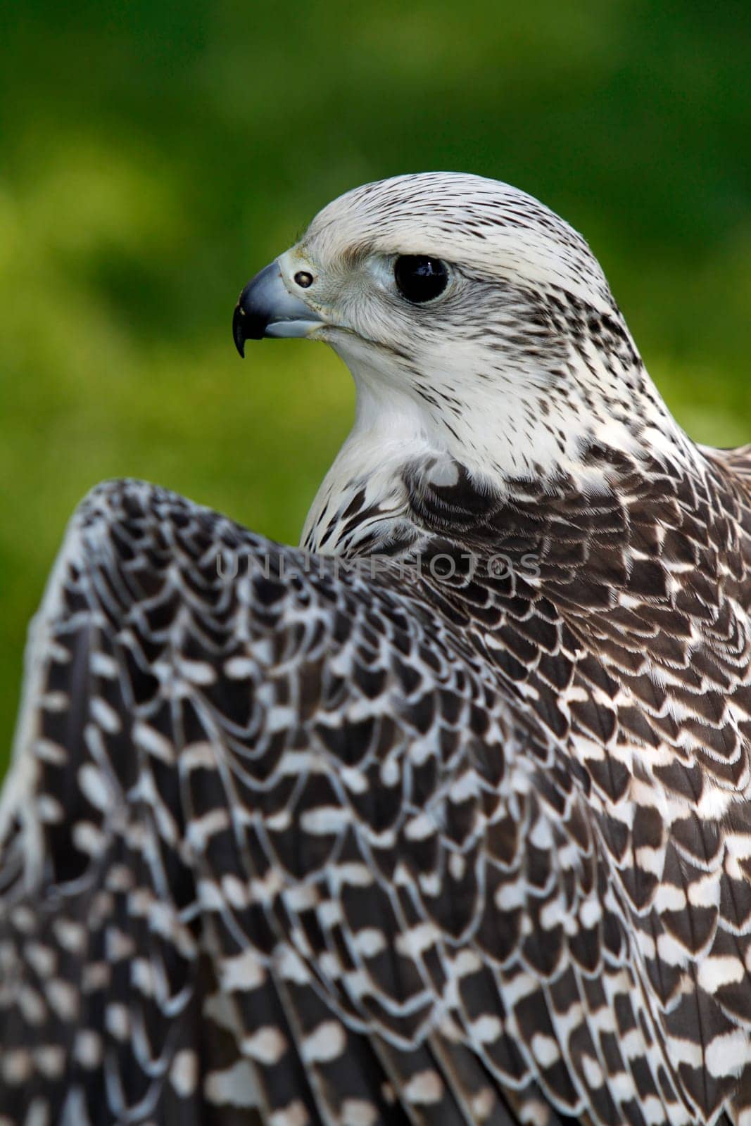 White Gerfalcon