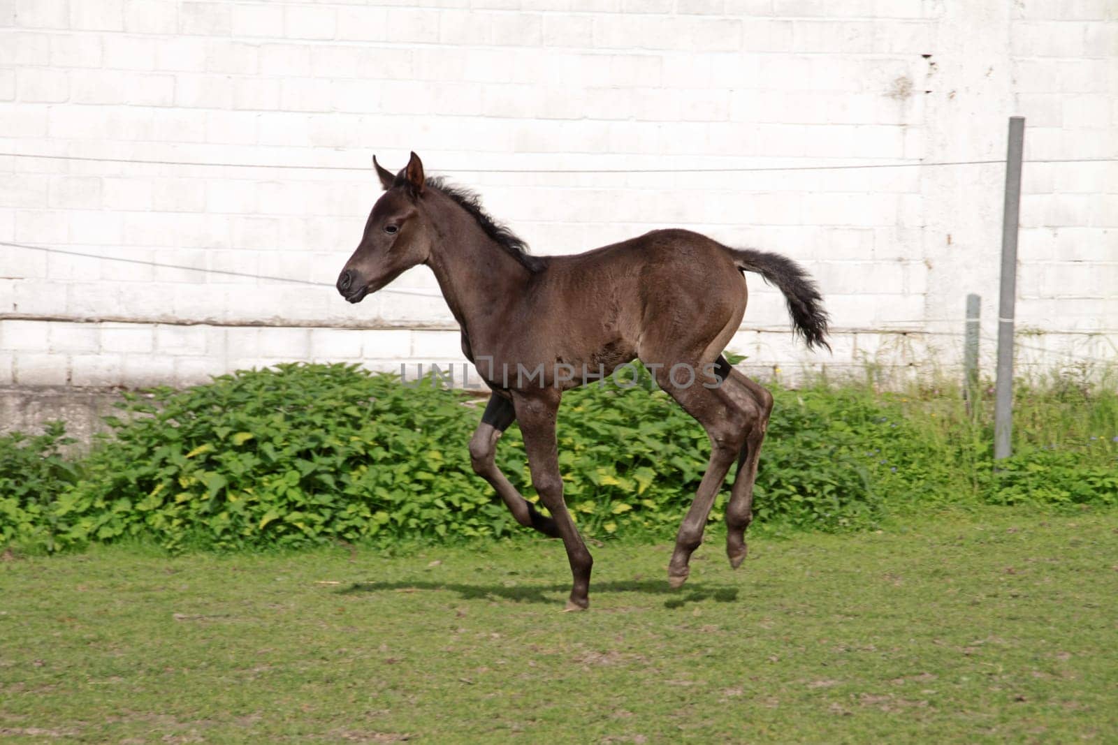Arabian foals