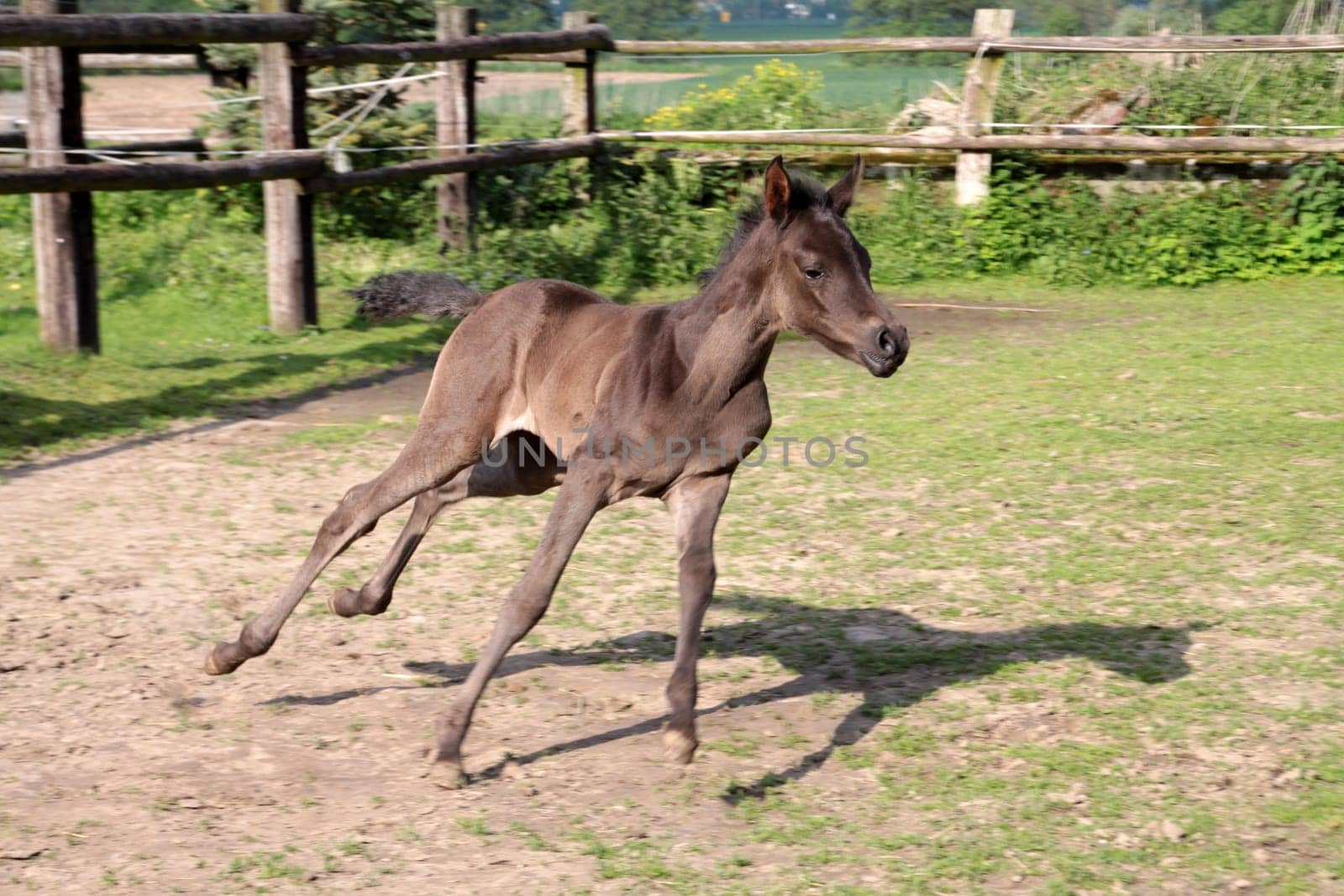 Arabian foals