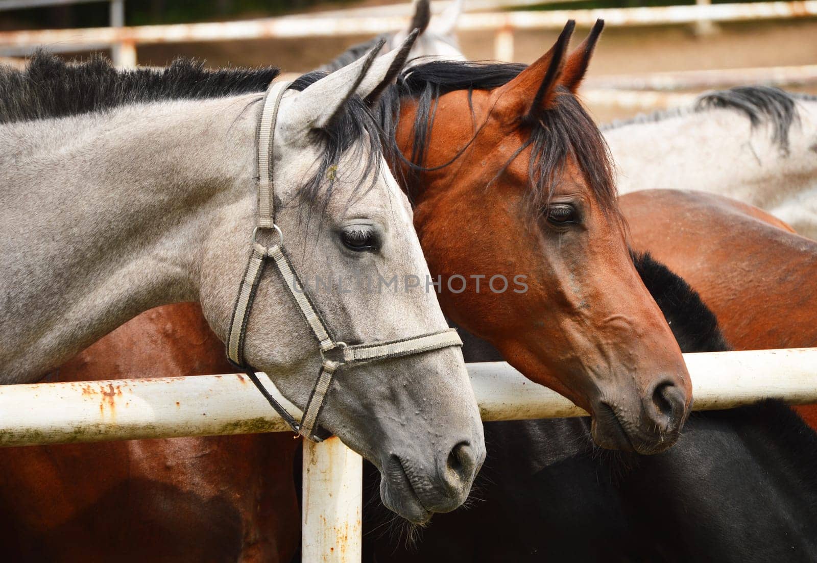 Horses near the stable