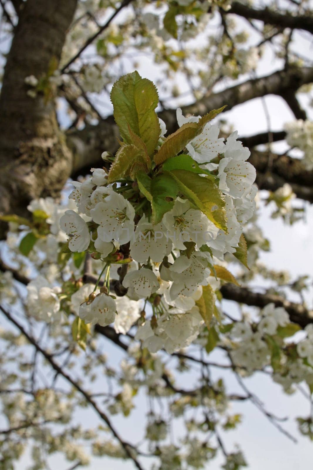 Cherry blossom