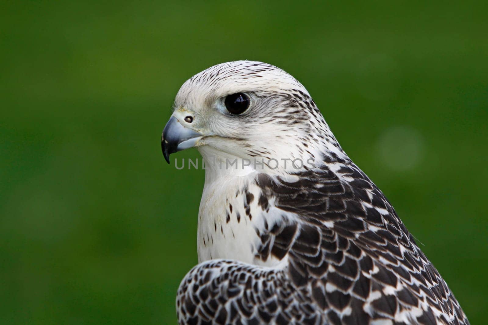 White Gerfalcon
