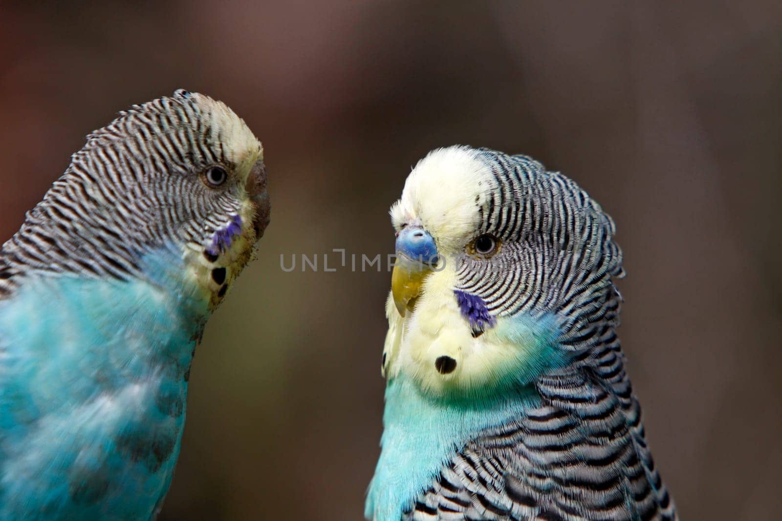 Blue budgerigars