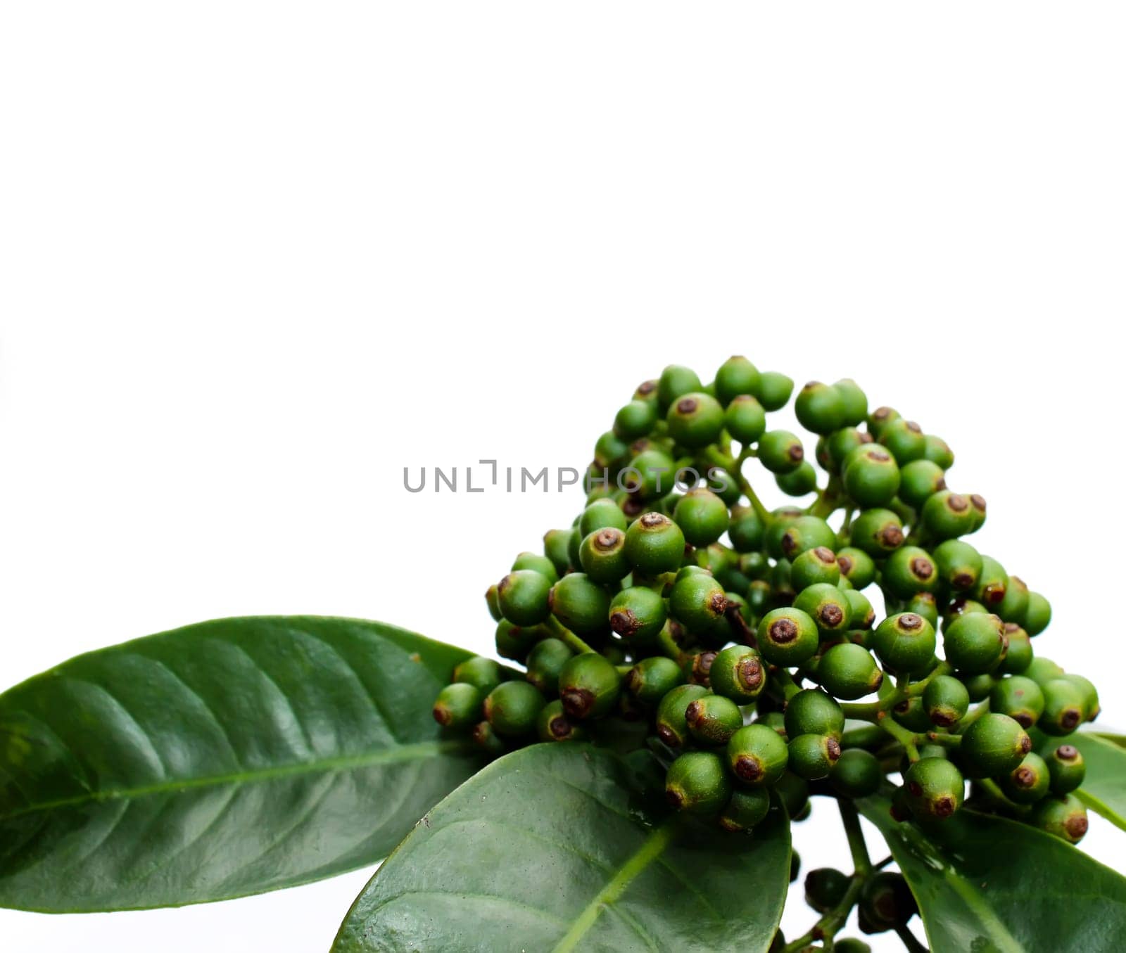 fresh green fruit isolated on a white background