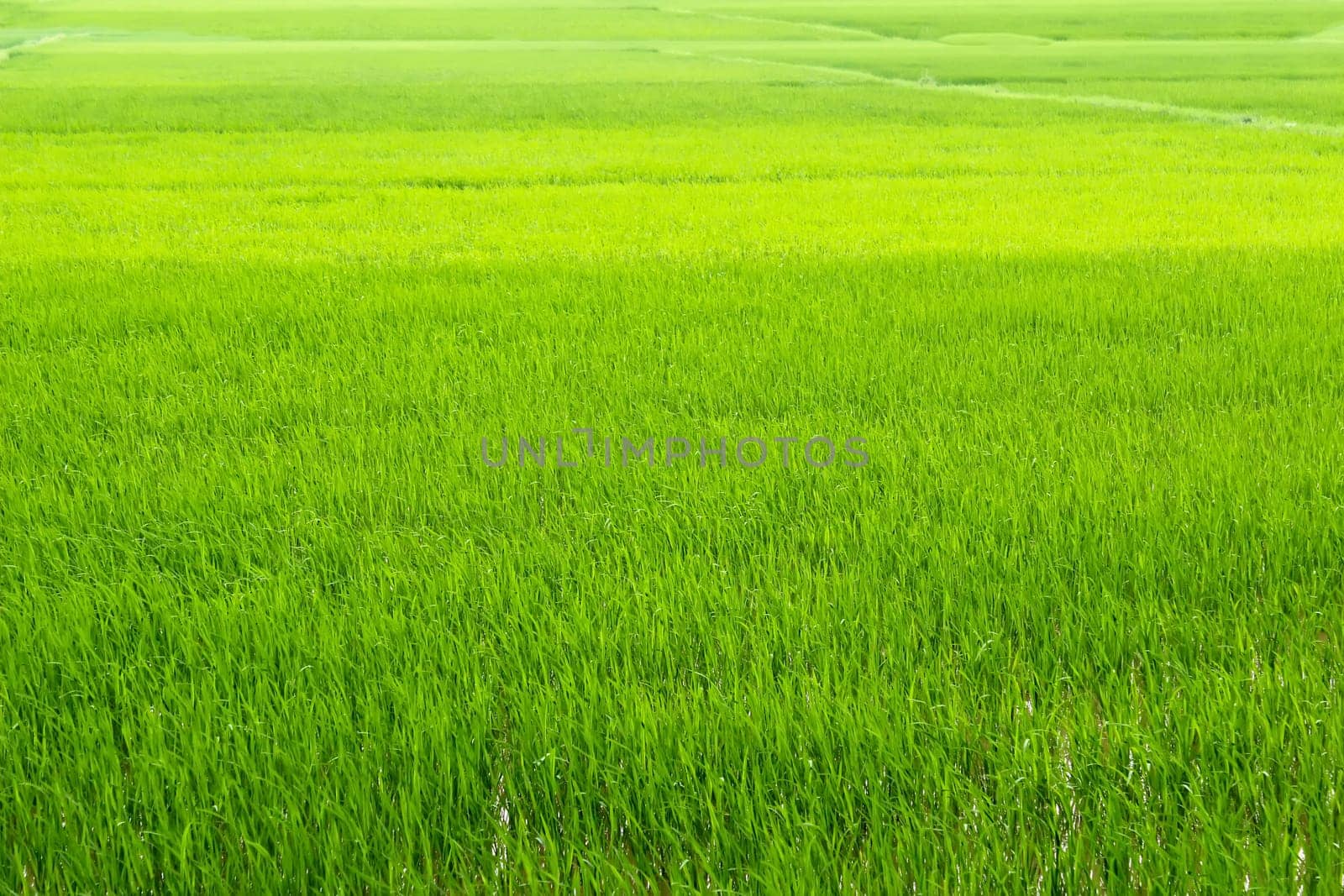 green rice paddies